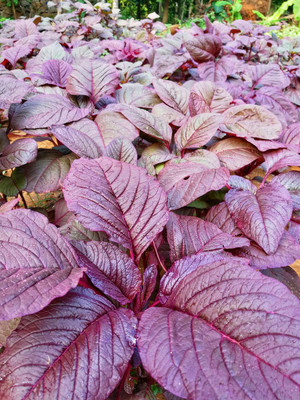 the green dotcom Red Spinach Seed, Amaranthus Leaf, Lal Saag Cheera Seed(500 per packet)