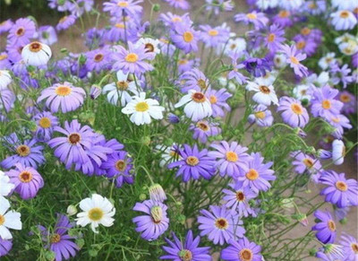 CYBEXIS HUA-14 - Chrysanthemum - (90 Seeds) Seed(90 per packet)