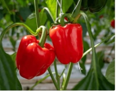 ibains Red shimla mirch seeds Seed(102 per packet)