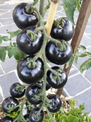 Aywal Black Tomato F1 Hybrid Vegetable Home / Garden Seed(900 per packet)