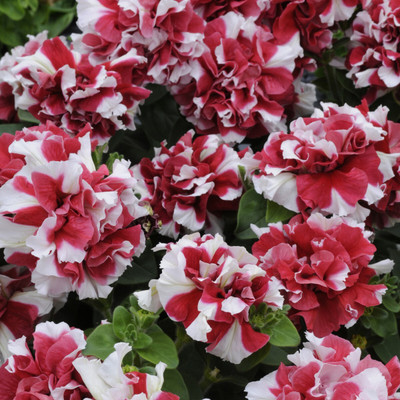 XOLDA Exotic petunia ultra star Seed(38 per packet)