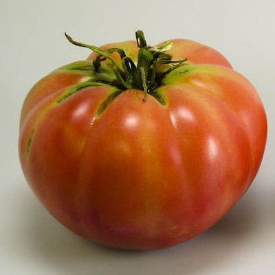 WILLVINE Imported Tomato Ablong [1g, 300 Seeds] Seed(300 per packet)