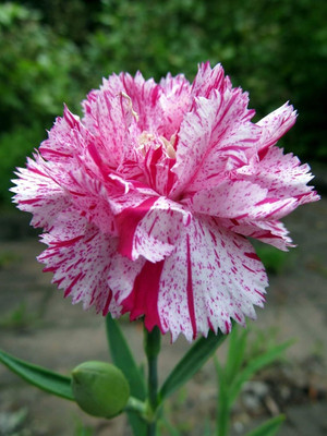 Lorvox Carnation - Giant Double Chabaud Mix Seed(50 per packet)
