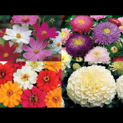 ibains Multiple flower seeds combo of 100 Seed(53 per packet)