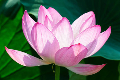 Triphal lotus,kamal gatta Seed(15 per packet)