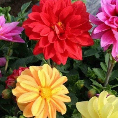 LPR DAHLIA Seed(5 per packet)