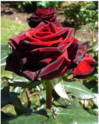 greenfarm NXC- Fragrant Rose Flower Seeds/ Gulab Seeds / 90 X Seeds , TRE105 Seed(90 per packet)