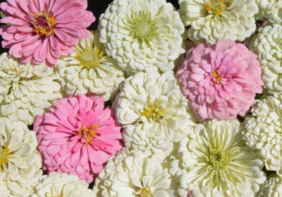 Quentova Blushing Bride Zinnia Mix-AHS-5W Seed(50 per packet)