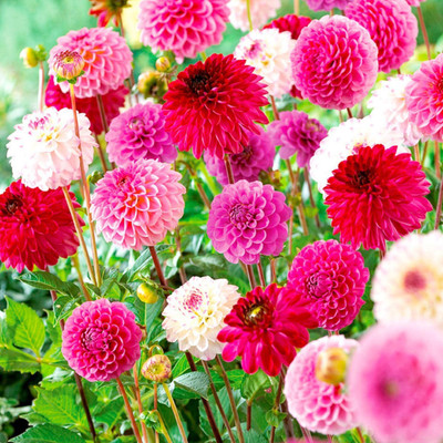 WILLVINE PUAS-312 Dahlia Pompon Mix Annual Seed(50 per packet)