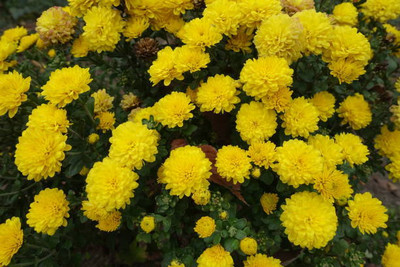 Around Creation marigold/gende ka phool flower seeds Seed(75 per packet)