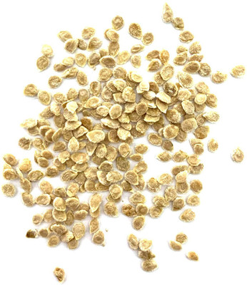 CYBEXIS Tomato Seeds for Home500 Seeds Seed(500 per packet)