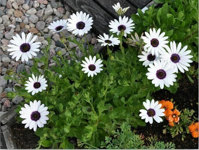 Lorvox Dimorphotheca Crosta White Seed(10 per packet)