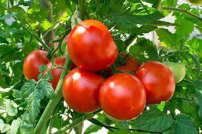 Oliver red tomato seed Seed(48 per packet)