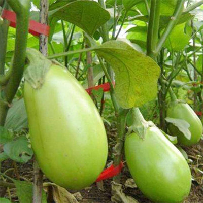 BDSresolve बैंगन के बीज/brinjal seeds 57 Seed(57 per packet)