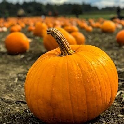 Qualtivate ICRA-7A Pumpkin Vegetable F1 Hybrid Seed(50 per packet)