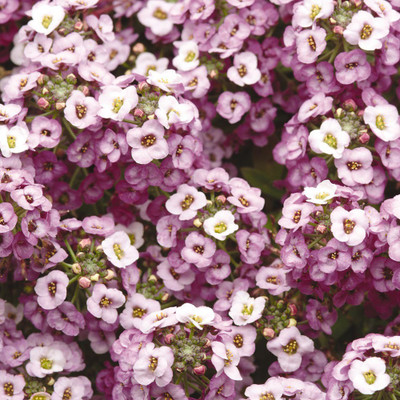 VINGTON Clear Crystal Lavender Shades Seed(50 per packet)