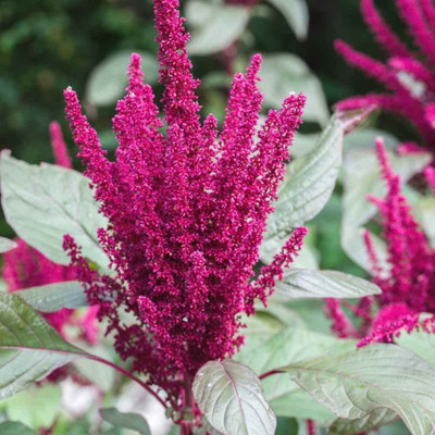 Lorvox Amaranthus Love Lies Bleeding Seed(12 per packet)