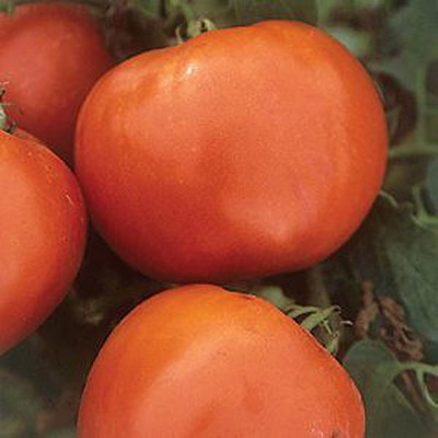 Jevik Baby-Cakes-Tomato- Seed(185 per packet)