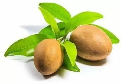 MAA Chikoo, Sapota, Chiku Seed(15 per packet)