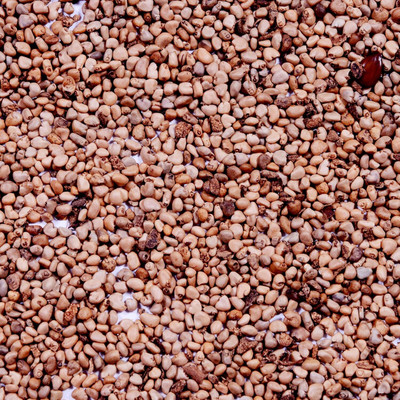 KNESSiN Guava seeds- Amrut Seeds - (Psidium guajava Seeds), Organic guava seed Seed(50 per packet)