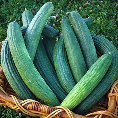 VibeX ATS-33 - Armenian Dark Green Cucumber - (1350 Seeds) Seed(1350 per packet)