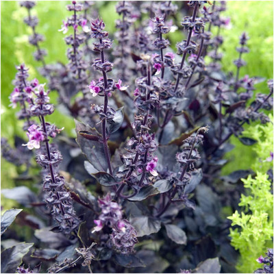 Qualtivate GBPUT-9 Dark Opal Basil(Ocimum basilicum) Seed(1000 per packet)