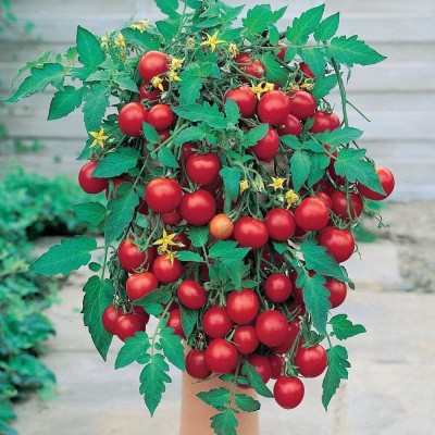 KNESSiN Tomato Red Cherry Seed(1250 per packet)