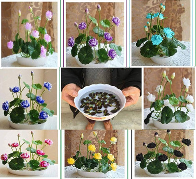 AloGardening Mixed Colour lotus Seed Per Packet- 15 Pc Seed(15 per packet)