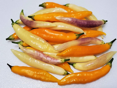 KNESSiN Hybrid Aji Challuaruro Pepper Vegetable Seeds for Garden-(2400 Seeds) Seed(2400 per packet)
