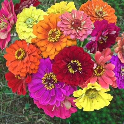 CEZIUS Fragrant Flowering Seeds for Home Gardening STATE FAIR MIX ZINNIA Seed(50 per packet)