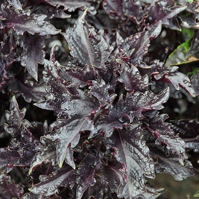 XOLDA Organic basil purple herb Seed(39 per packet)