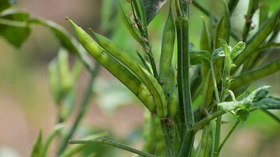 Oliver CLUSTER BEANS SEEDS Seed(25 per packet)