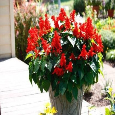 Epazo Salvia Mix Flower Seed(25 per packet)