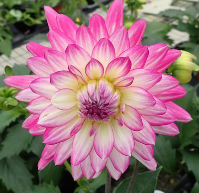 CYBEXIS TLX-7 - Rare Blue and White Point Dahlia - (540 Seeds) Seed(540 per packet)