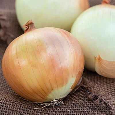 KNESSiN Heat Tolerant Improved Gawran Onion Vegetable Seeds For Gardening-(2400 Seeds) Seed(2400 per packet)