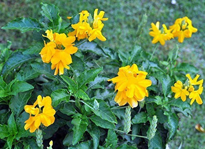 MAA Marigold Double White Seed(145 per packet)