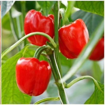VibeX TLX-92 - Red Capsicum Vegetable - (1350 Seeds) Seed(1350 per packet)