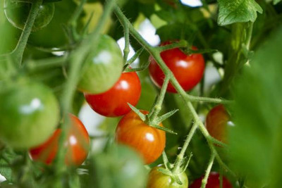 XOLDAA tomato Seed(100 per packet)