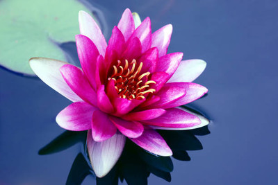jui halder lotus,kamal gatta Seed(15 per packet)