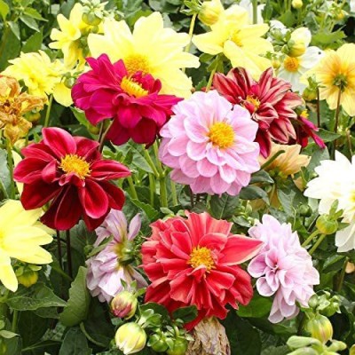 VibeX KGF -54 - Mixed Dahlia Flower Spectacle - (540 Seeds) Seed(540 per packet)