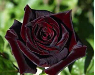 greenfarm NXC- Fragrant Rose Flower Seeds/ Rosa Seeds, 100 X Seeds , JEK152 Seed(100 per packet)