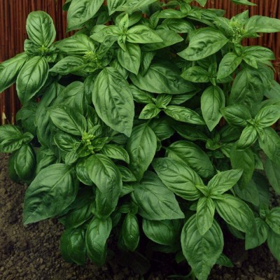 CYBEXIS XLL-18 - Sweet Basil Genovese Ocimum Basilicum - (4500 Seeds) Seed(4500 per packet)