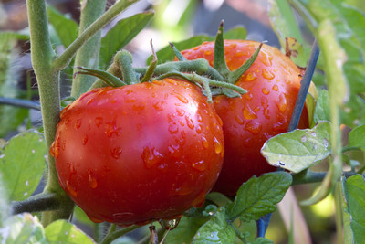 SEEDARIA Tomato Seeds for Gardening – Non-GMO, High-Yield, Easy to Grow Seed(50 per packet)