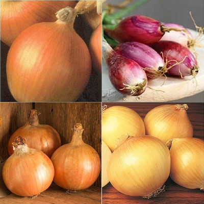 VibeX ® LXI-430 Collection Onion Long-Day (Multi) 4 Varieties Seed(1000 per packet)