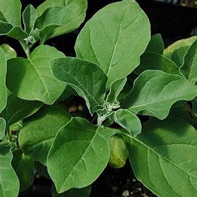 Aywal Ashwagandha Herb Seed(15 per packet)