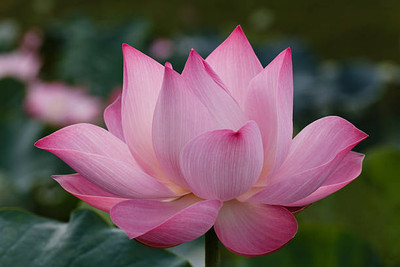 Pramix lotus,kamal gatta Seed(11 per packet)