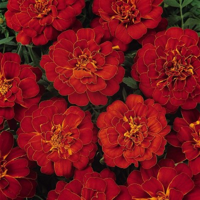 Qualtivate GUA-75 Red French Marigold Seed(500 per packet)