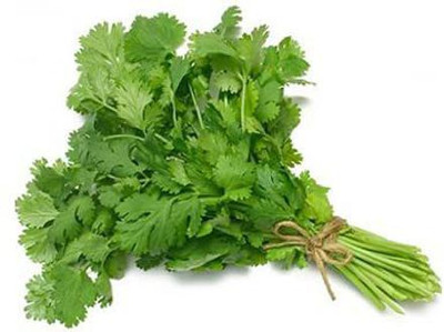 KANAYA Hybrid Coriander Green Seed(100 per packet)