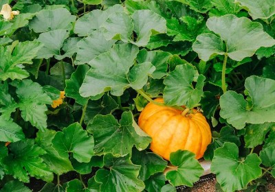 Seedsqlty Pumpkin seeds for farming Seed(28 per packet)