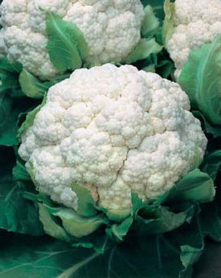 KNESSiN Cauliflower Triomphant Seed(200 per packet)
